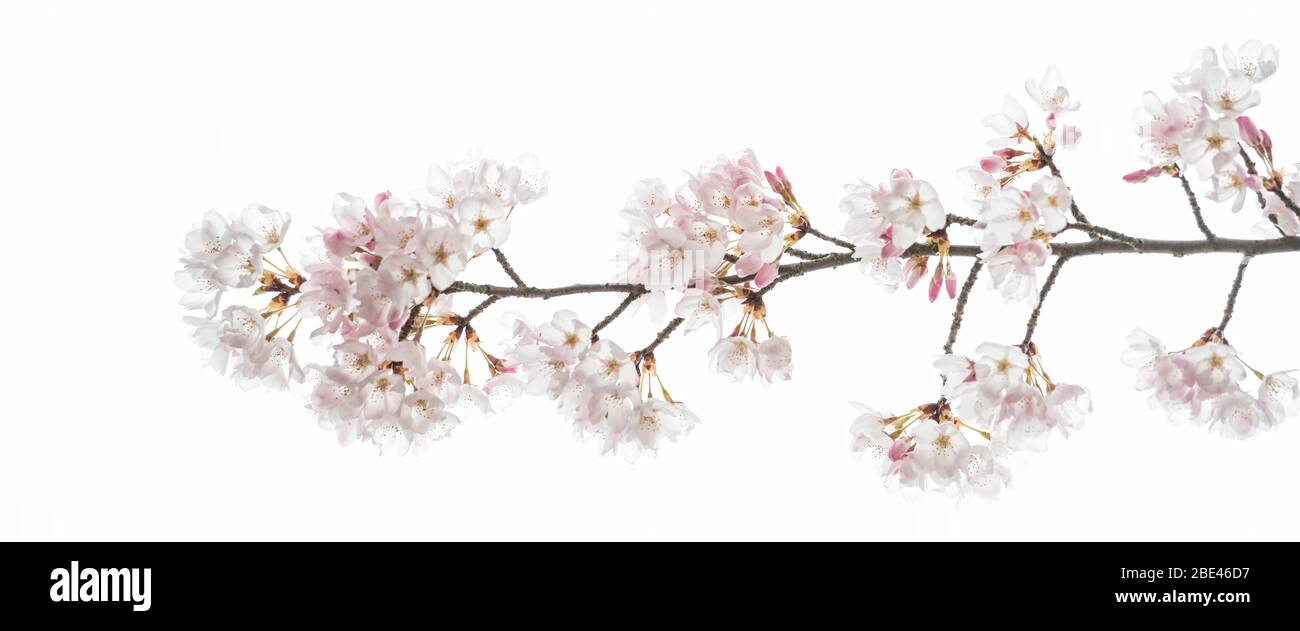 branche de cerisier / si délicat, beau / beauté dans la nature Banque D'Images