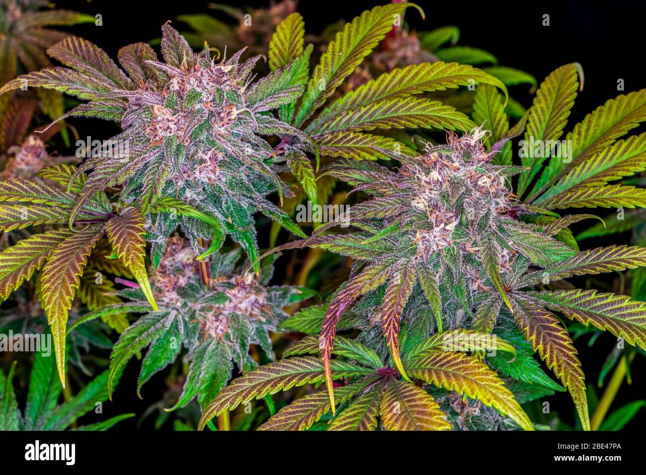 Plante de marijuana en phase de floraison tardive; Cave Junction, Oregon, États-Unis d'Amérique Banque D'Images