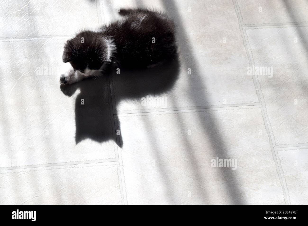 Petit chaton noir et blanc jouant avec sa propre ombre. Drôle de jeune chat. Banque D'Images