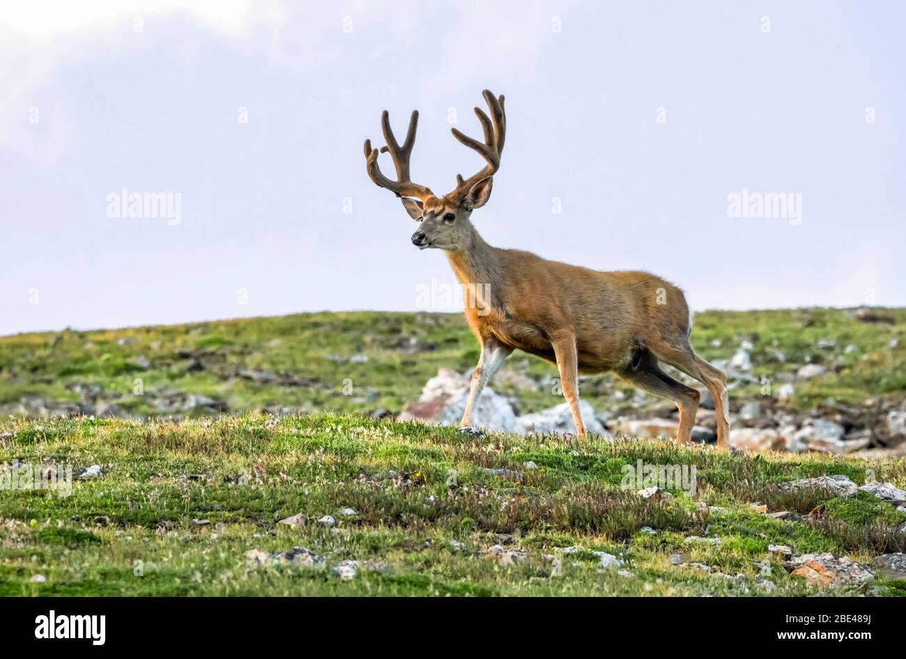 Buck de cerf mulet (Odocoileus hemionus) debout dans un champ; Steamboat Springs, Colorado, États-Unis d'Amérique Banque D'Images