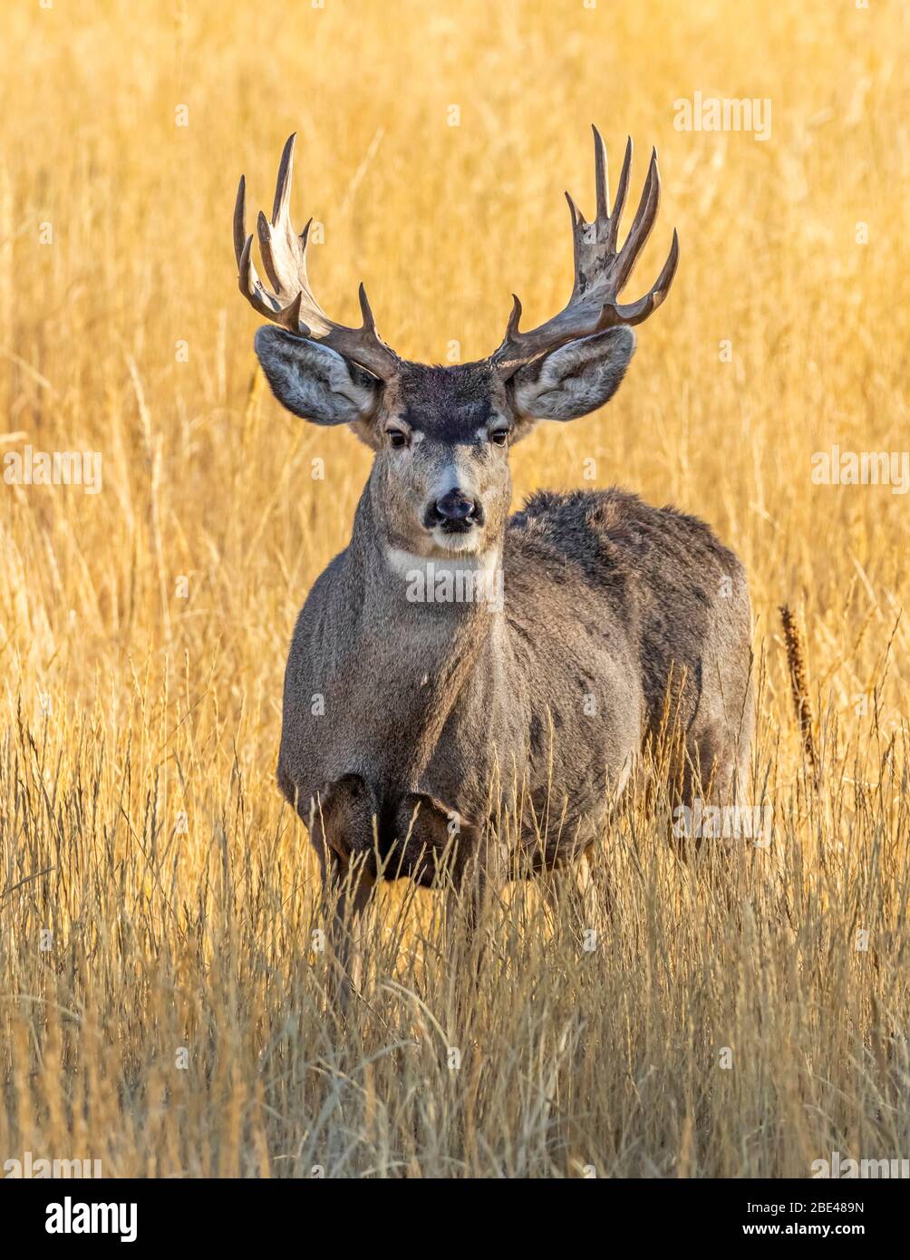 Le cerf mulet (Odocoileus hemionus) se lague avec des bois debout dans la pelouse longue regardant la caméra; Steamboat Springs, Colorado, États-Unis d'Amérique Banque D'Images