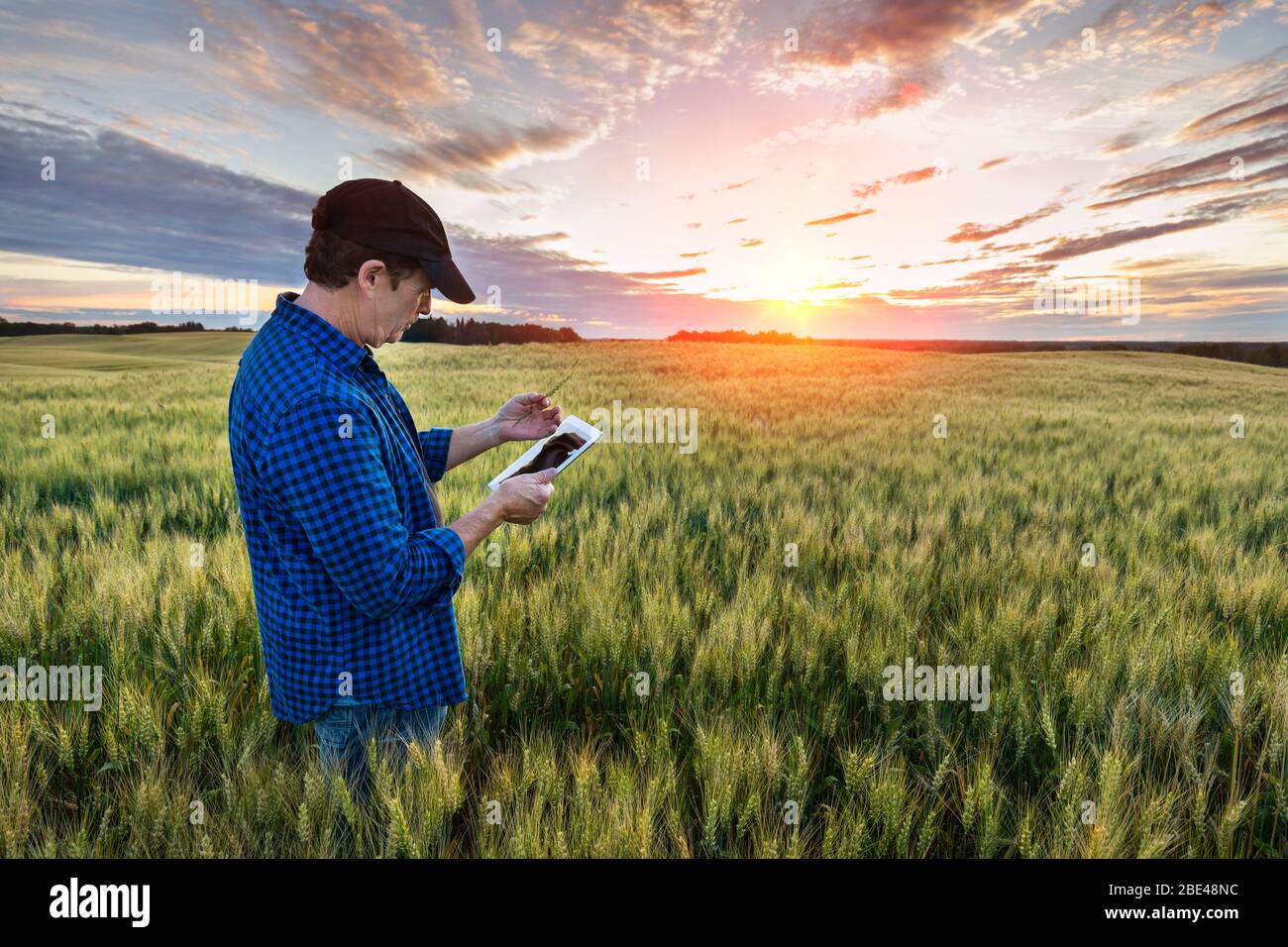 Un agriculteur se tient dans un champ de blé en utilisant un comprimé au coucher du soleil; Alberta, Canada Banque D'Images