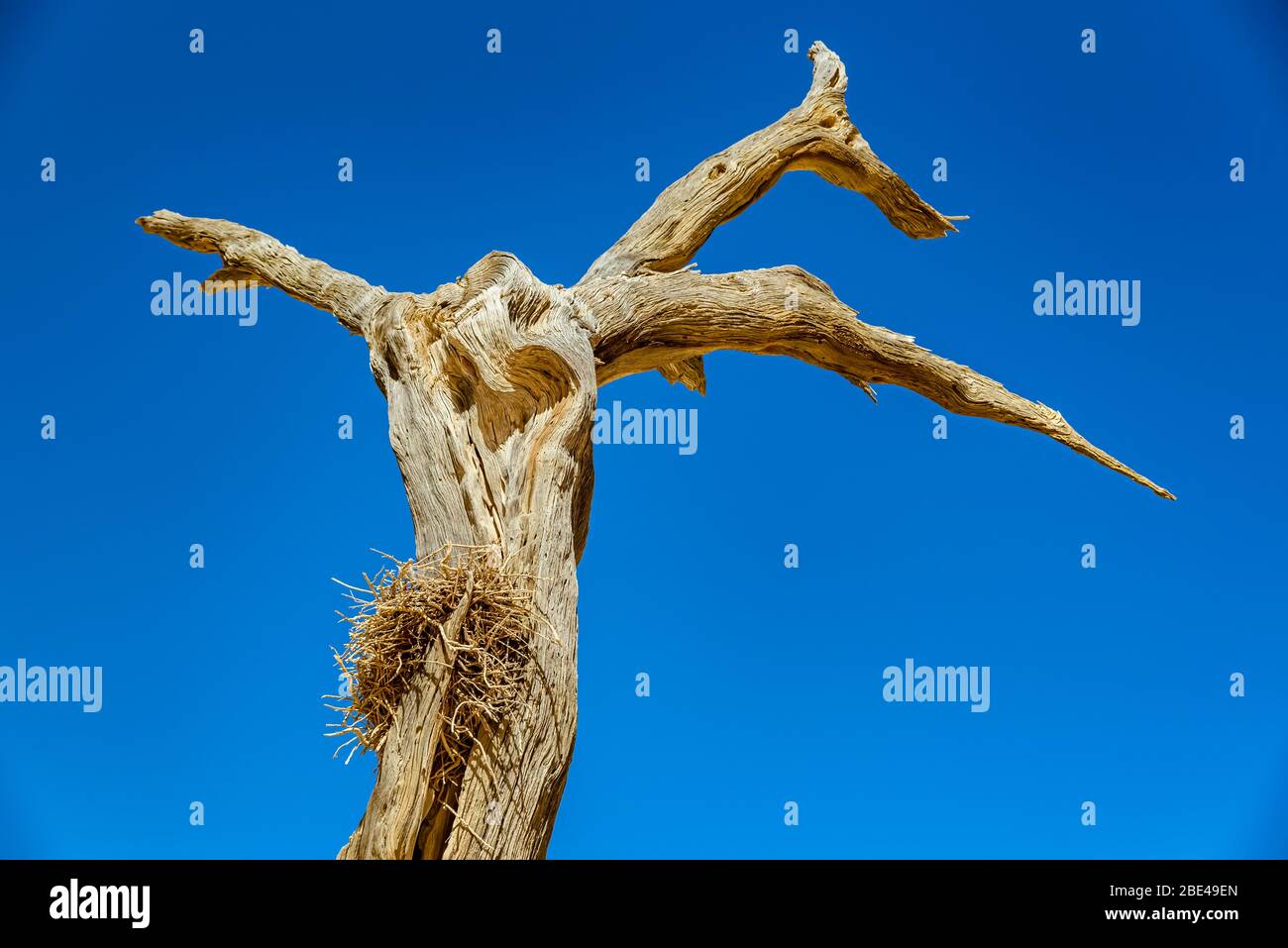 Arbre de Thorn de chameau (Vachellia erioloba) contre un arbre bleu, Deadvlei, désert de Namib, Parc national de Namib-Naukluft; Namibie Banque D'Images
