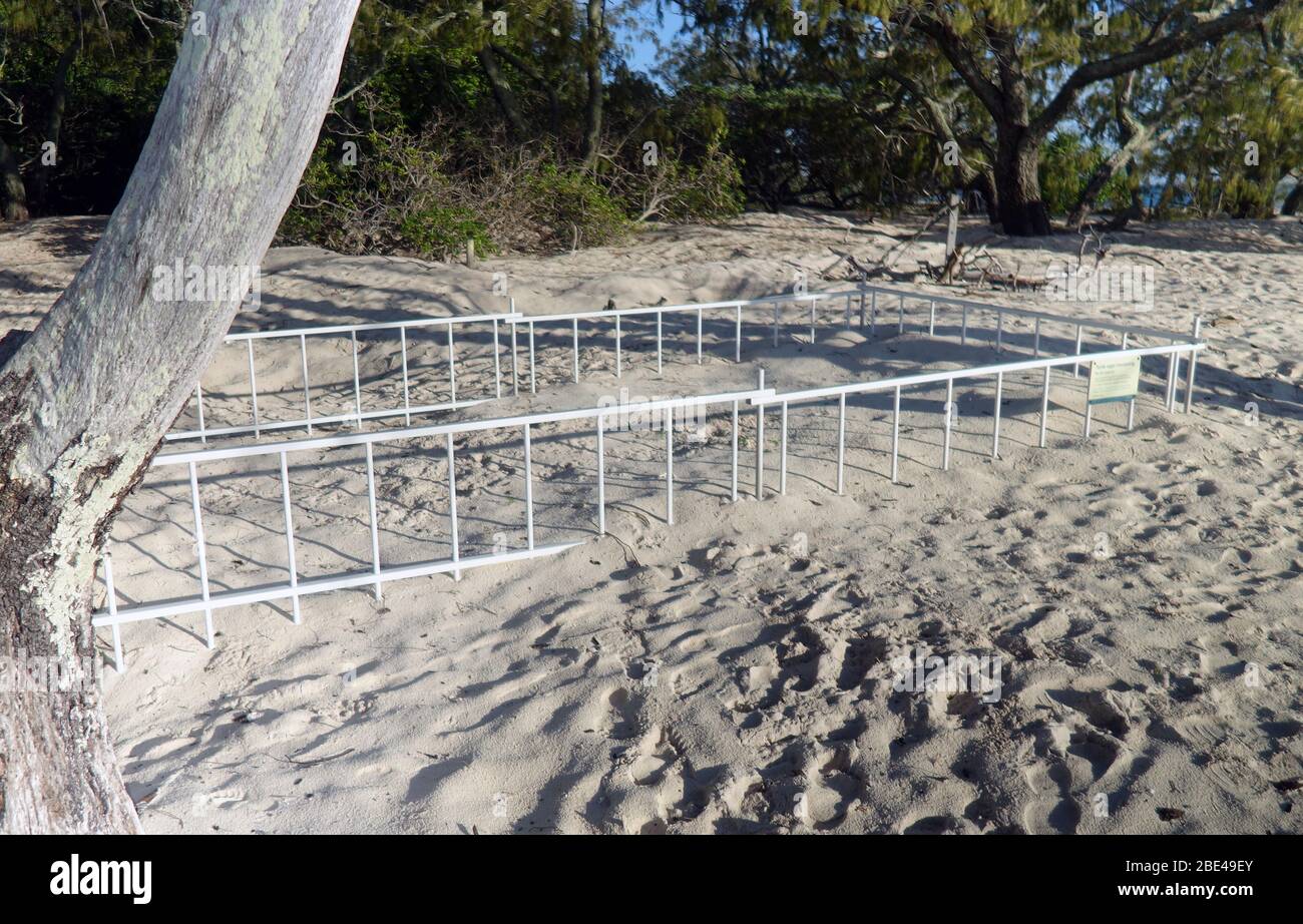 Zone clôturée de la plage pour protéger le nid de tortues à tête de mer des piétons, Heron Island, sud de la Grande barrière de corail, Queensland, Australie. Pas de PR Banque D'Images
