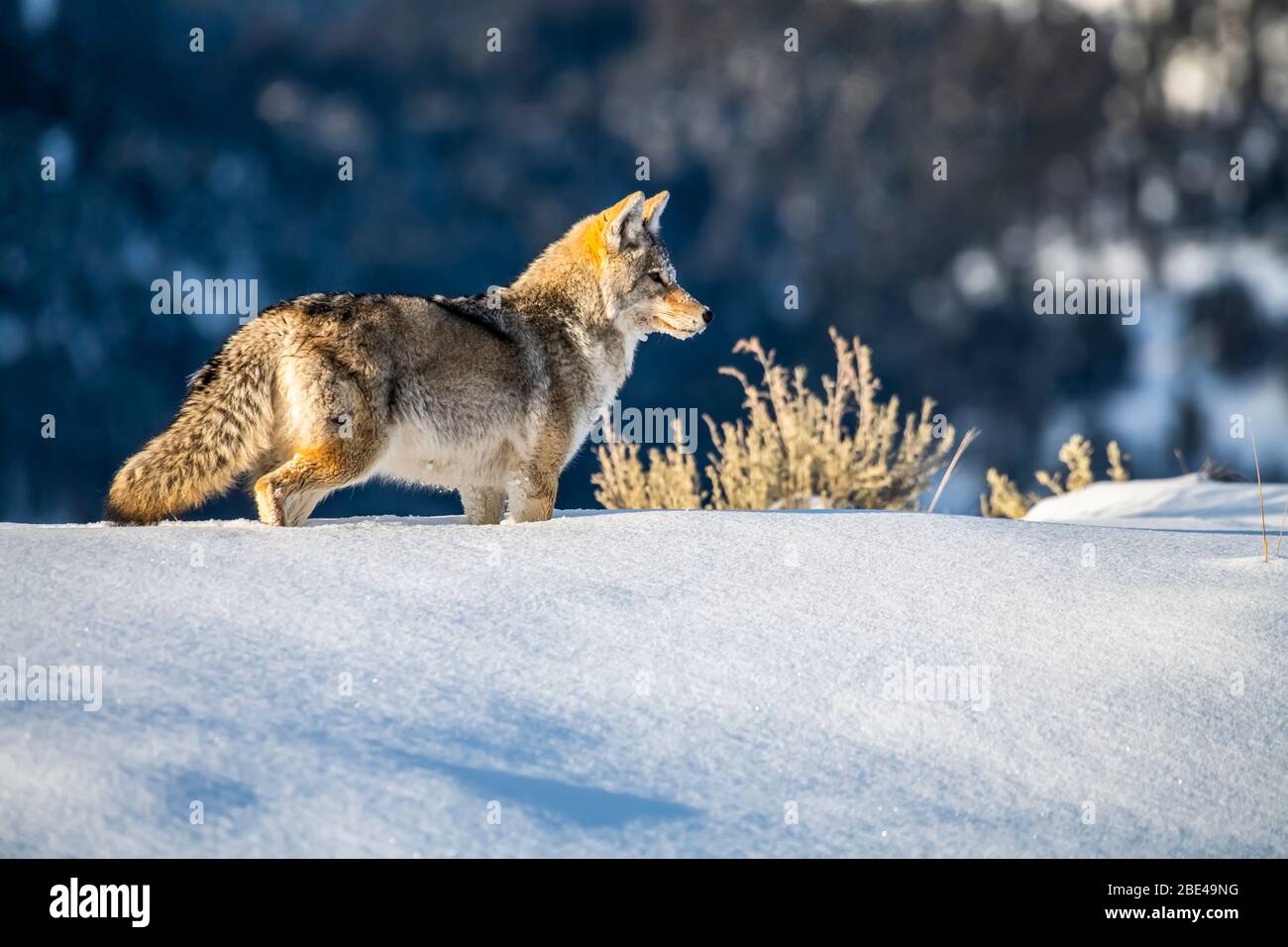 Coyote (Canis latrans) debout dans la neige profonde dans le parc national de Yellowstone; Wyoming, États-Unis d'Amérique Banque D'Images