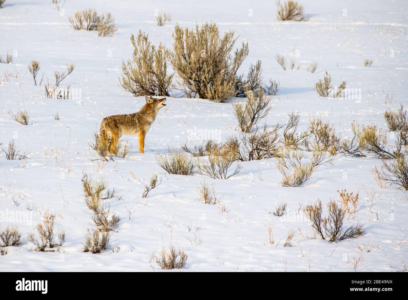 Lone Coyote (Canis latrans) se dresse et hurle dans le paysage hivernal du parc national de Yellowstone; Wyoming, États-Unis d'Amérique Banque D'Images