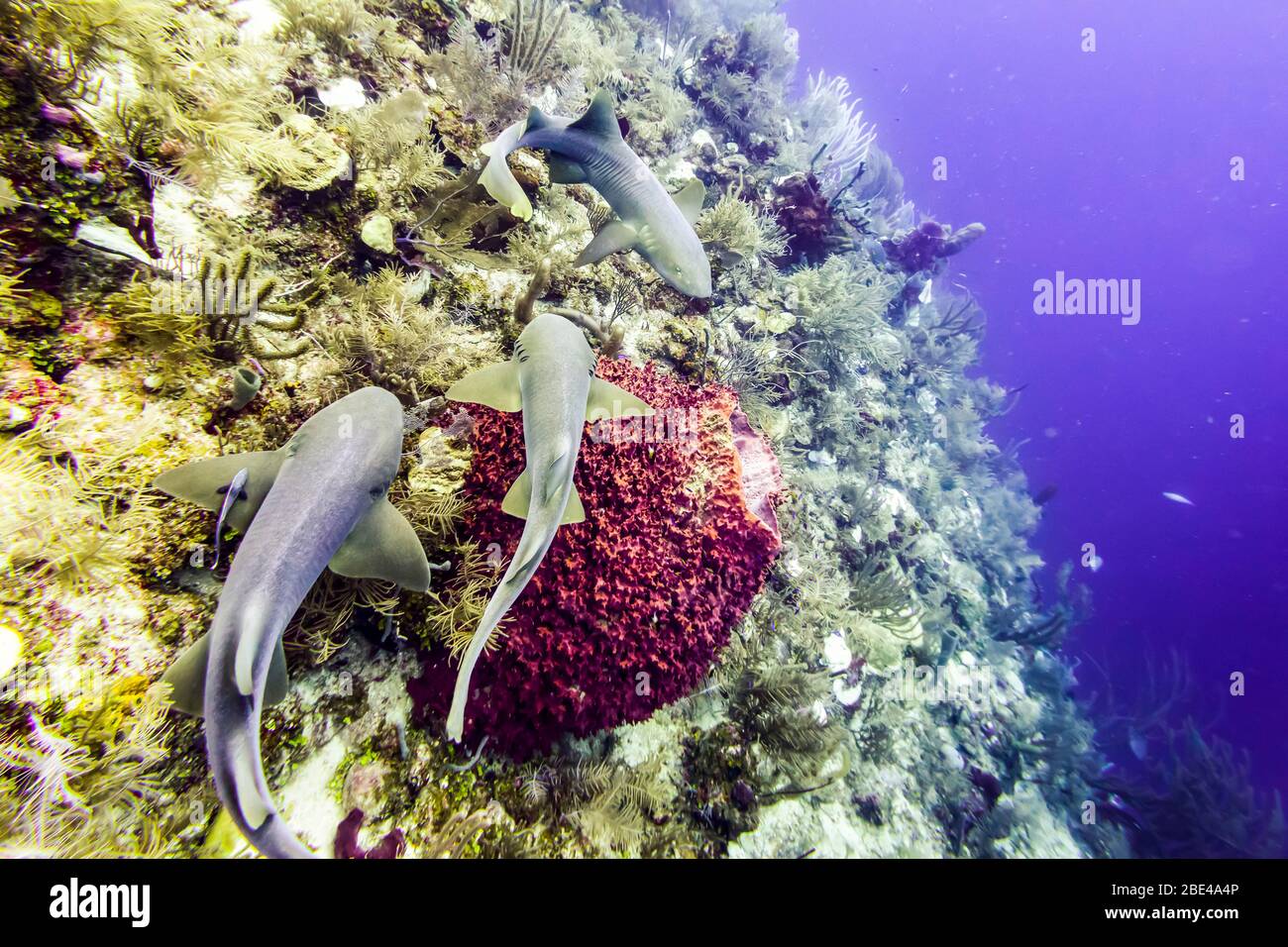 Requins nourrices (Ginglymostoma cirrhotum), vus pendant la plongée sous-marine à Silk Caye, péninsule de Placencia; Belize Banque D'Images