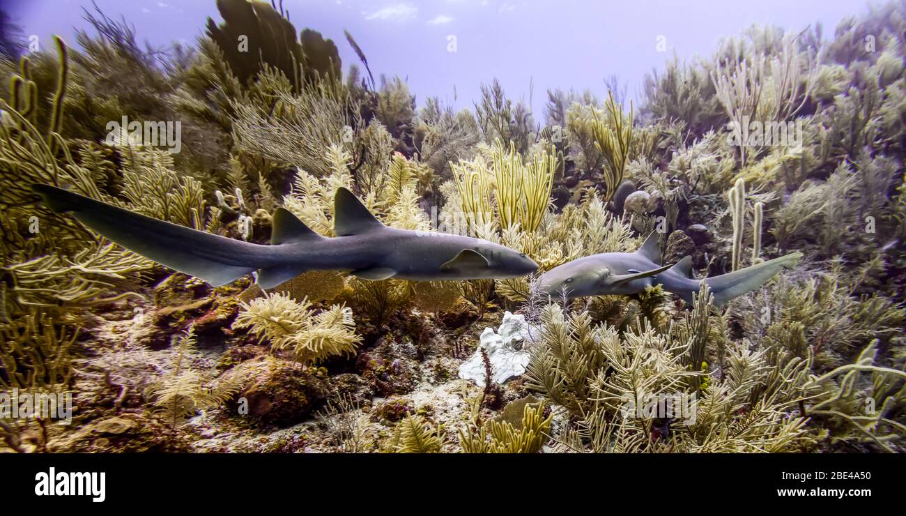 Requins nourrices (Ginglymostoma cirrhotum), vus pendant la plongée sous-marine à Silk Caye, péninsule de Placencia; Belize Banque D'Images