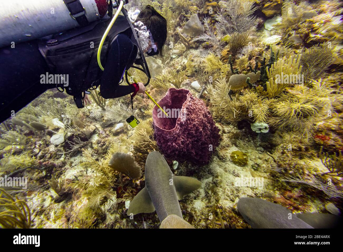 Plongée sous-marine avec l'infirmière Sharks (Ginglymostoma cirrhotum) à Silk Caye, péninsule de Placencia; Belize Banque D'Images