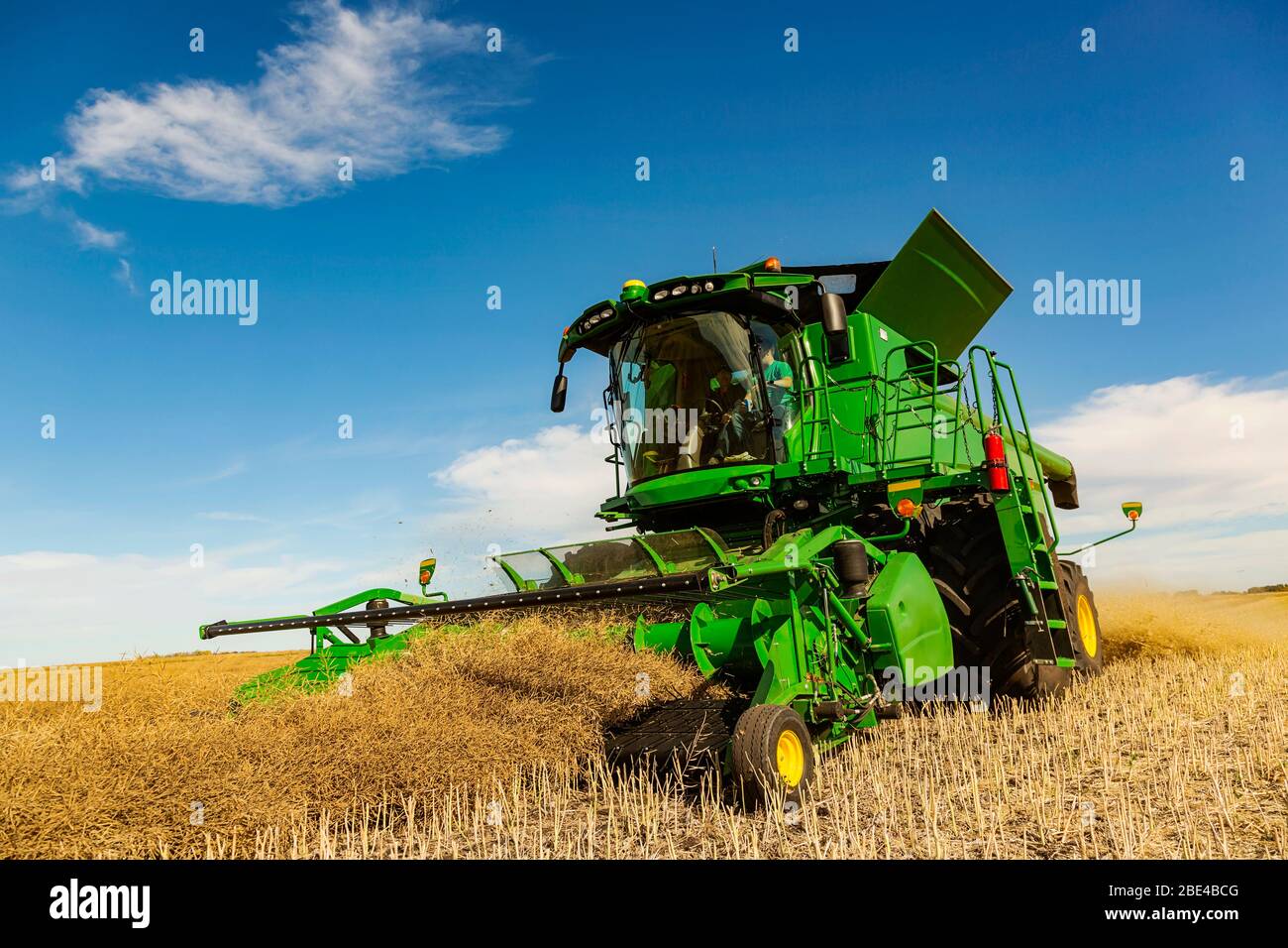 Un père et un fils combinant un champ andainé pendant une récolte de canola; Legal, Alberta, Canada Banque D'Images