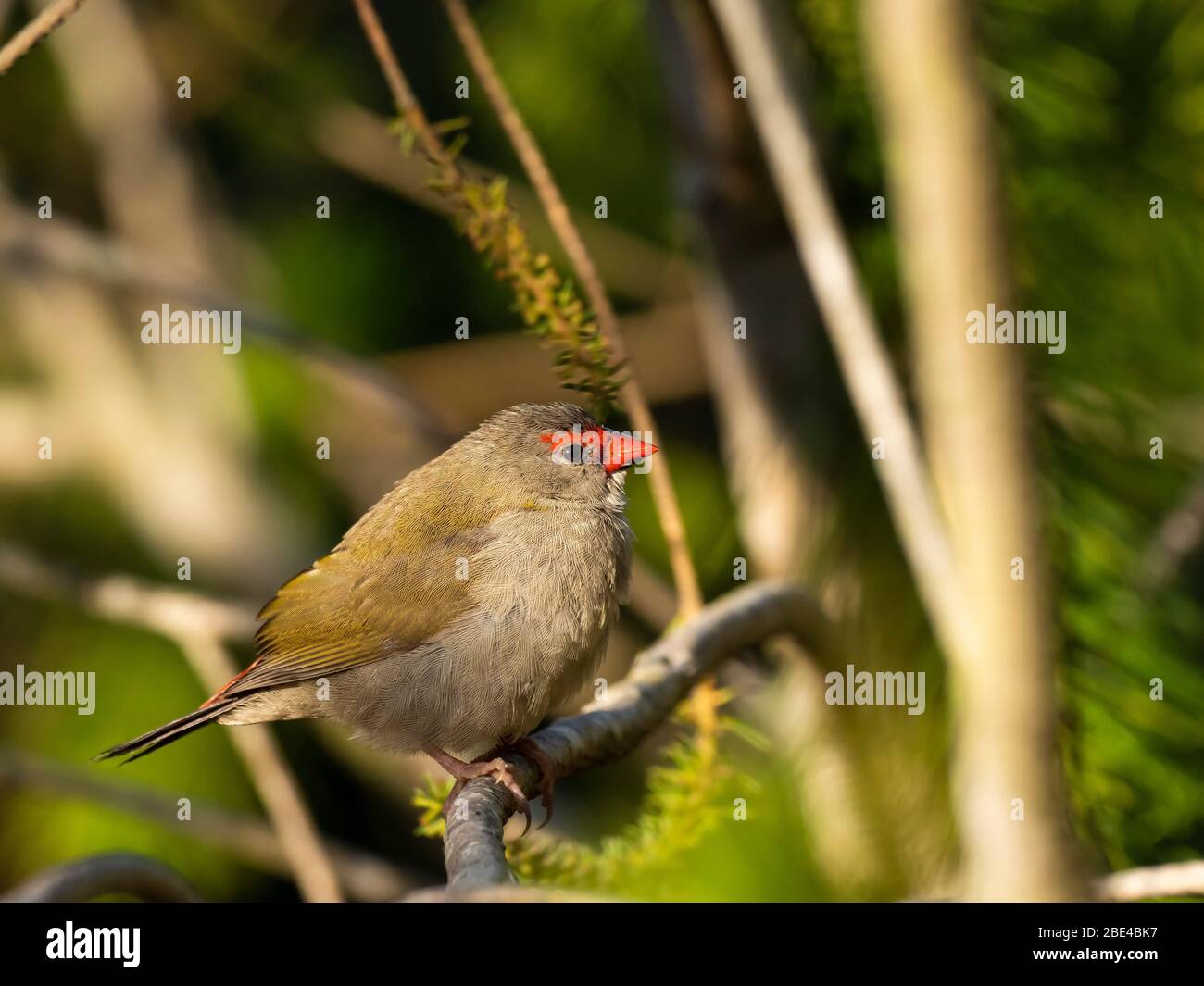 Finch brun-rouge (Neochmia temporalis) sous-espèce 'temporalis'. Banque D'Images