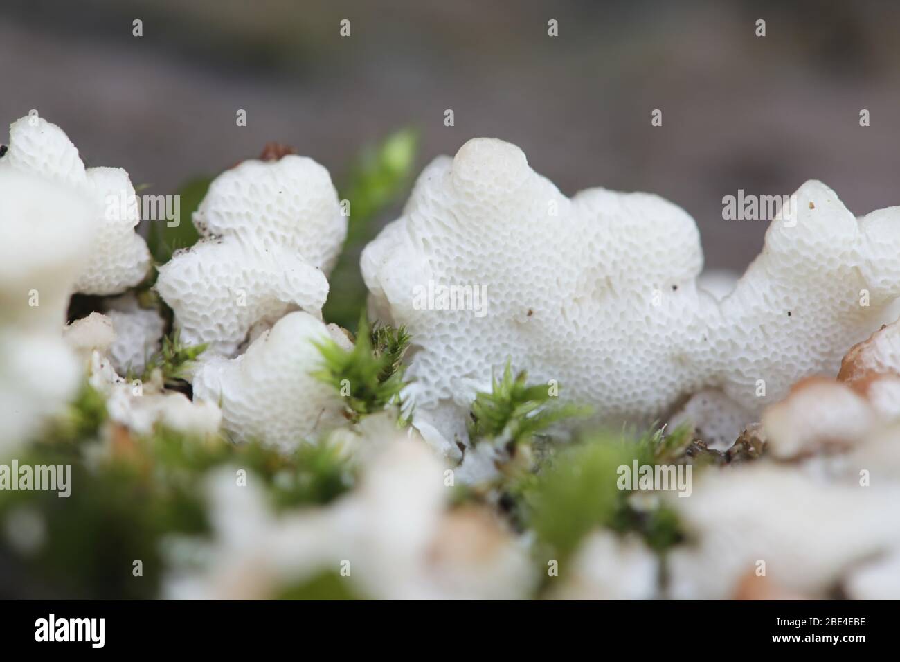 Physisporinus vitreus, un polypore de la Finlande à la désintégration du bois sans nom anglais commun Banque D'Images