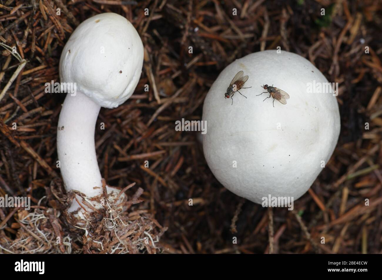 Agaricus silvicola (syn. Agaricus sylvicola), connu sous le nom de champignon sauvage comestible de la Finlande Banque D'Images