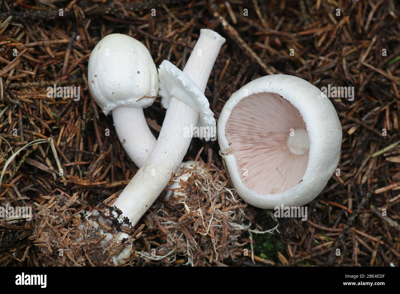 Agaricus silvicola (syn. Agaricus sylvicola), connu sous le nom de champignon sauvage comestible de la Finlande Banque D'Images