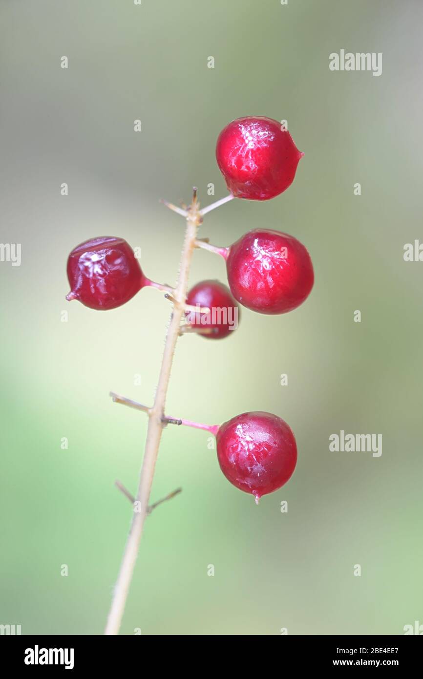 Maianthemum bifolium, connu sous le nom de May Lily ou False Lily de la vallée, plante venimeuse sauvage de Finlande Banque D'Images