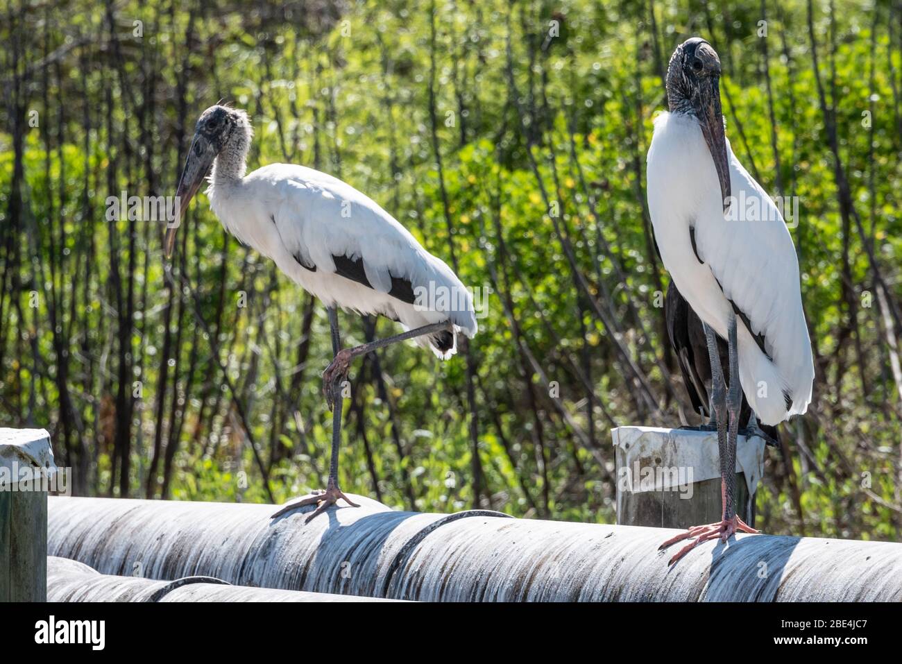 Deux cimes de bois (Mycteria americana) à Ponte Vedra Beach, Floride. (ÉTATS-UNIS) Banque D'Images