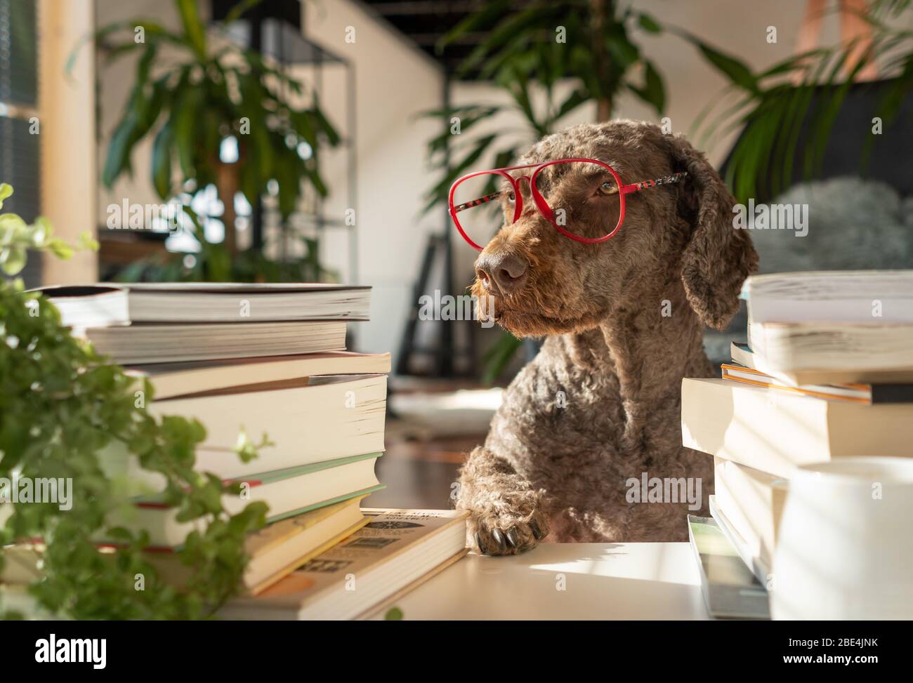 Un chien portant des verres rouges entre une pile de livres avec la patte sur la table à l'intérieur d'un appartement avec de nombreuses plantes pendant le coucher du soleil Banque D'Images