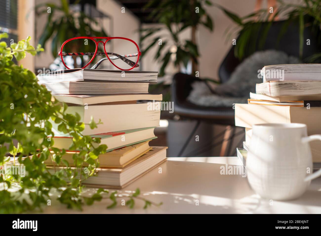À l'intérieur d'une maison verte avec de nombreuses plantes. Une pile de différents livres sur une table avec des verres rouges et une tasse de café au coucher du soleil Banque D'Images