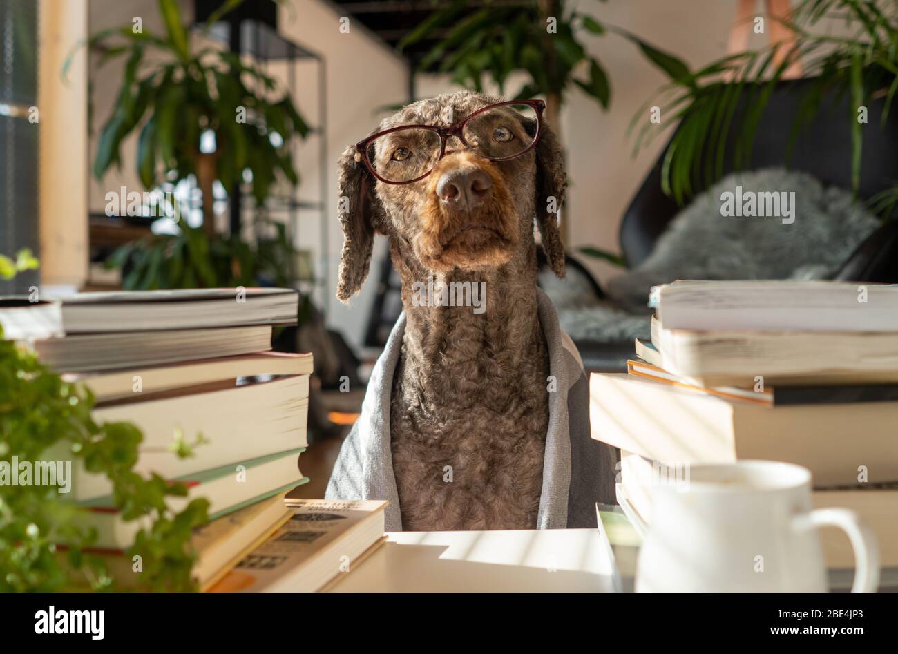 Un chien portant des lunettes et un peignoir entre une pile de livres à l'intérieur d'un appartement avec de nombreuses plantes au lever du soleil Banque D'Images