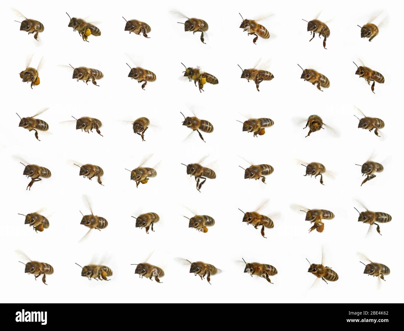 abeilles dans différentes positions de mouche sur fond blanc, macro photographie de la collecte des abeilles avec le panier de pollen jaune Banque D'Images
