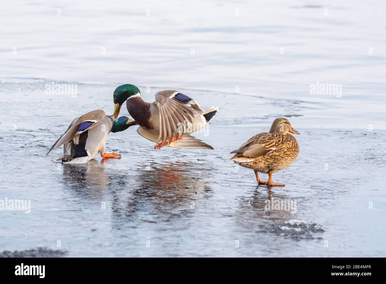 Heinäsorsa sinisorsa sorsa Anas platyrhynchos koiras koiraat talvi jää jääkansi järvi taistelu tappelu kisa sinisorsat sorsalintu Tampere naaras Mall Banque D'Images