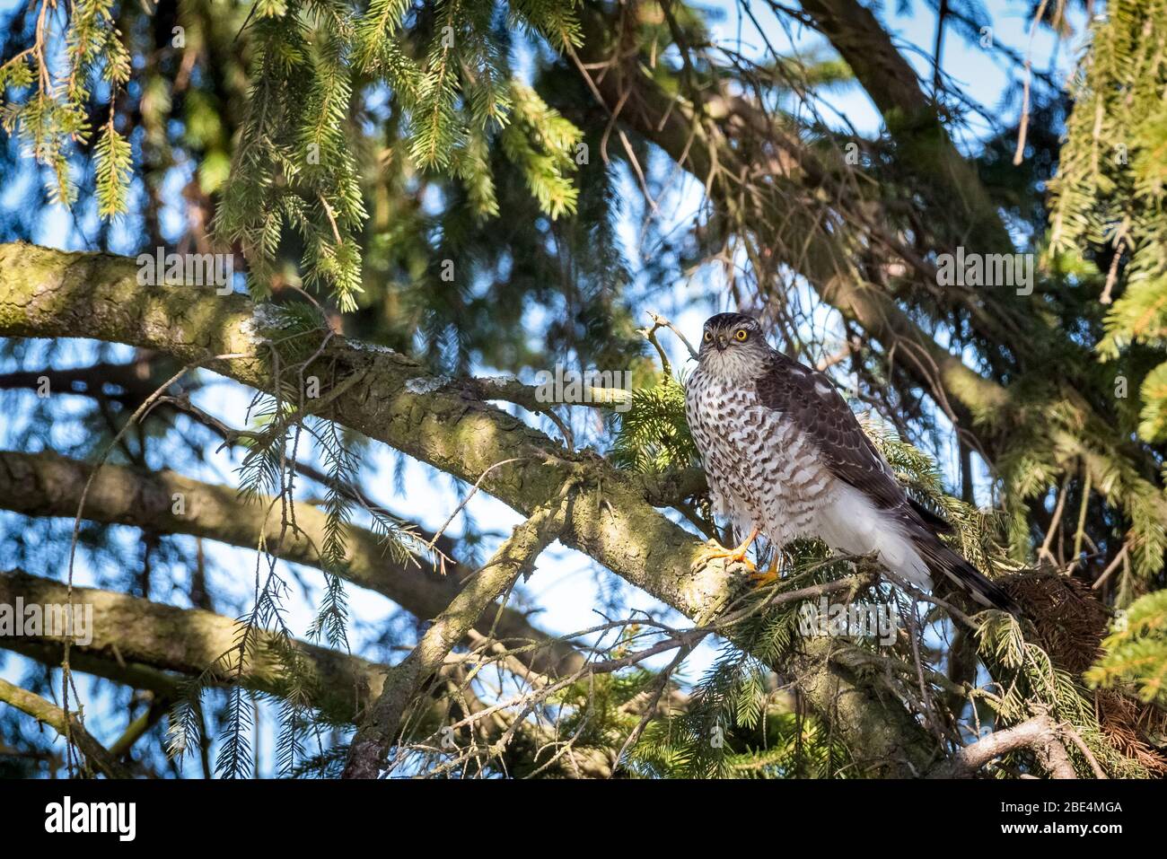 Vropää päiväpetolintu Accippiter nisus lintuhaukka lintuhaukat muttolintu haukka petto metsä kevät maa Banque D'Images