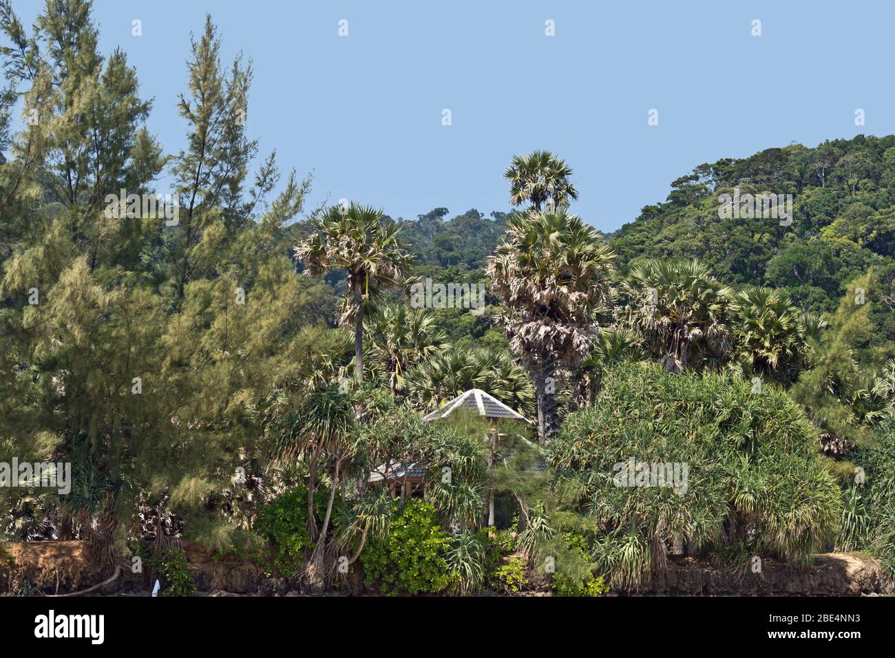 Forêt tropicale avec palmiers au parc national de Mu Ko Lanta, Koh Lanta, Krabi, Thaïlande, Asie Banque D'Images