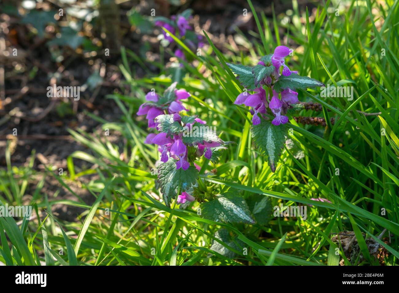 Belles fleurs d'ortie pourpre (nom latin: Lamium purpurum) dans un champ d'herbe Banque D'Images