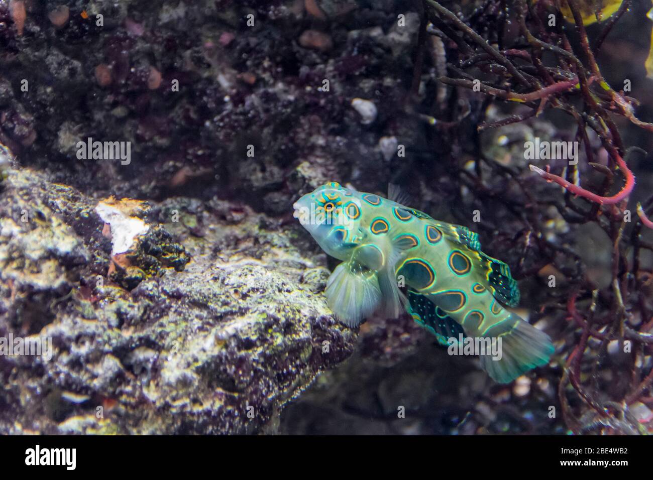 Paysage sous-marin montrant un poisson Dragonet pittoresque dans une ambiance naturelle Banque D'Images