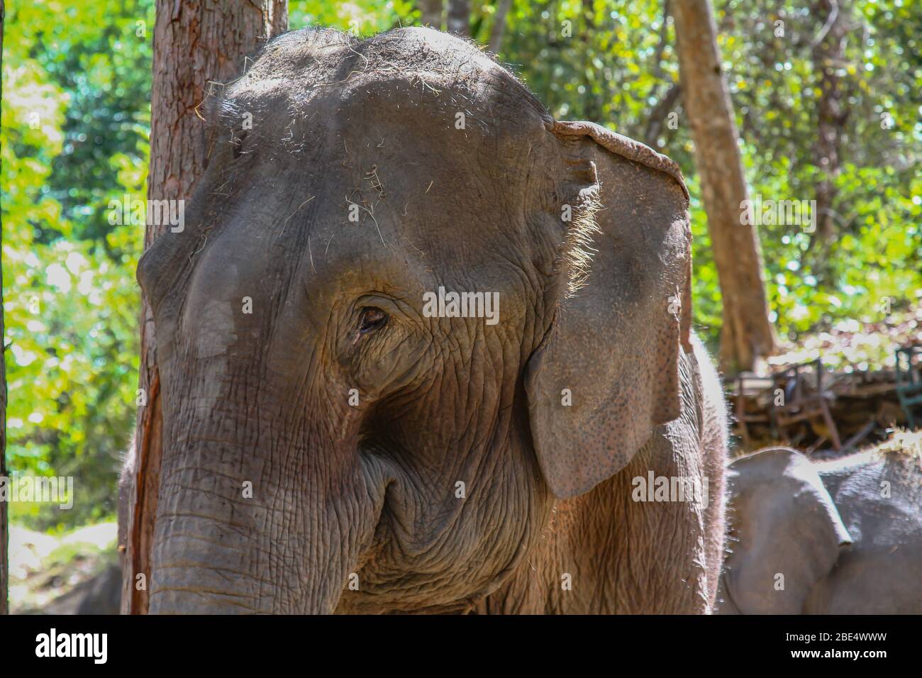Portrait d'un vieil éléphant en Thaïlande Banque D'Images