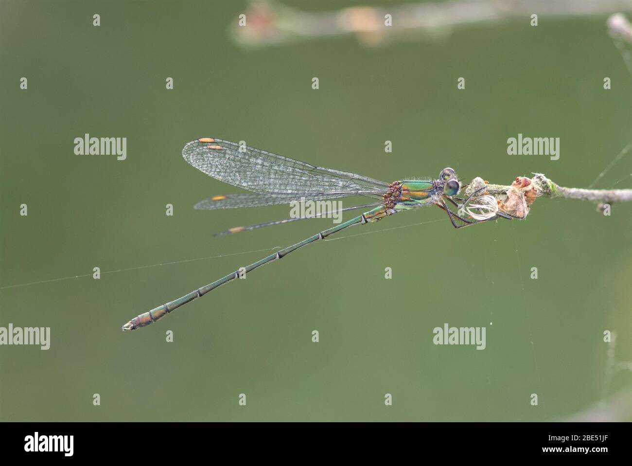 Un Damselfly de Willow Emerald sur une tordeuse au soleil d'automne. Banque D'Images