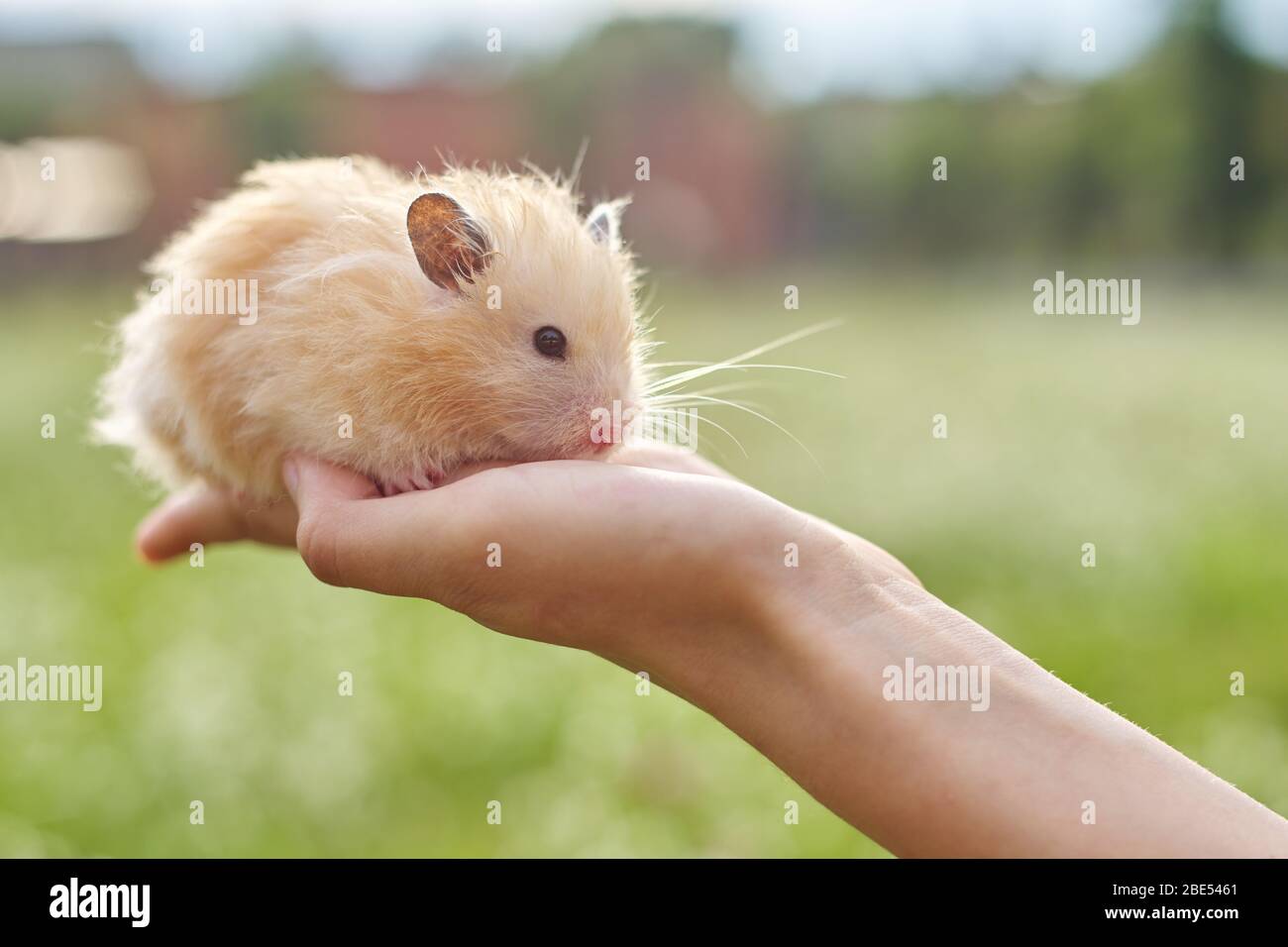 Hamster syrien doux doré entre les mains d'une fille, arrière-plan de pelouse verte, espace de copie Banque D'Images