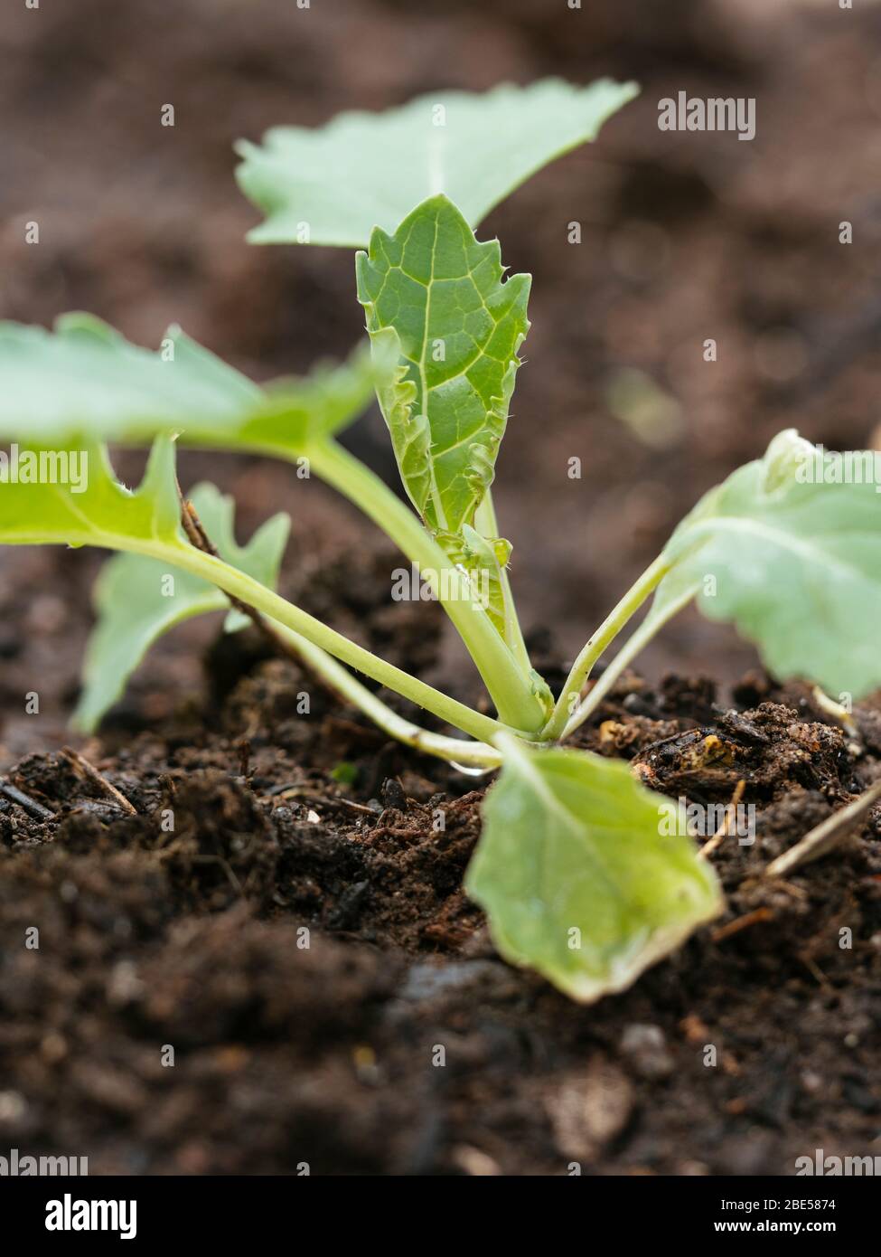 Semis de kale sibérienne (Bremer Scheerkohl) dans un jardin de légumes. Banque D'Images