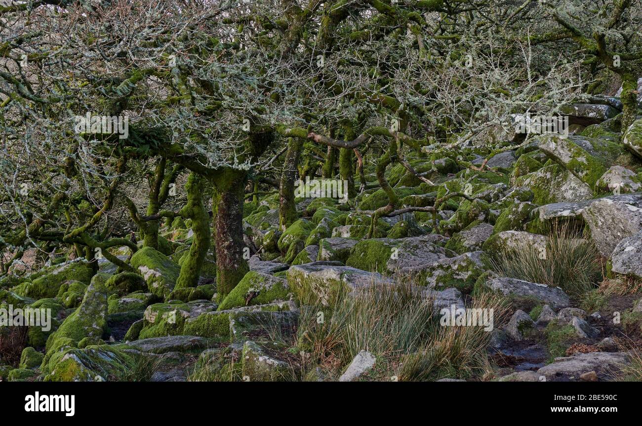 Bois de Wistman ancienne forêt de chêne sessile sur les pentes de la rivière West Dart dans le parc national de Dartmoor Devon Banque D'Images