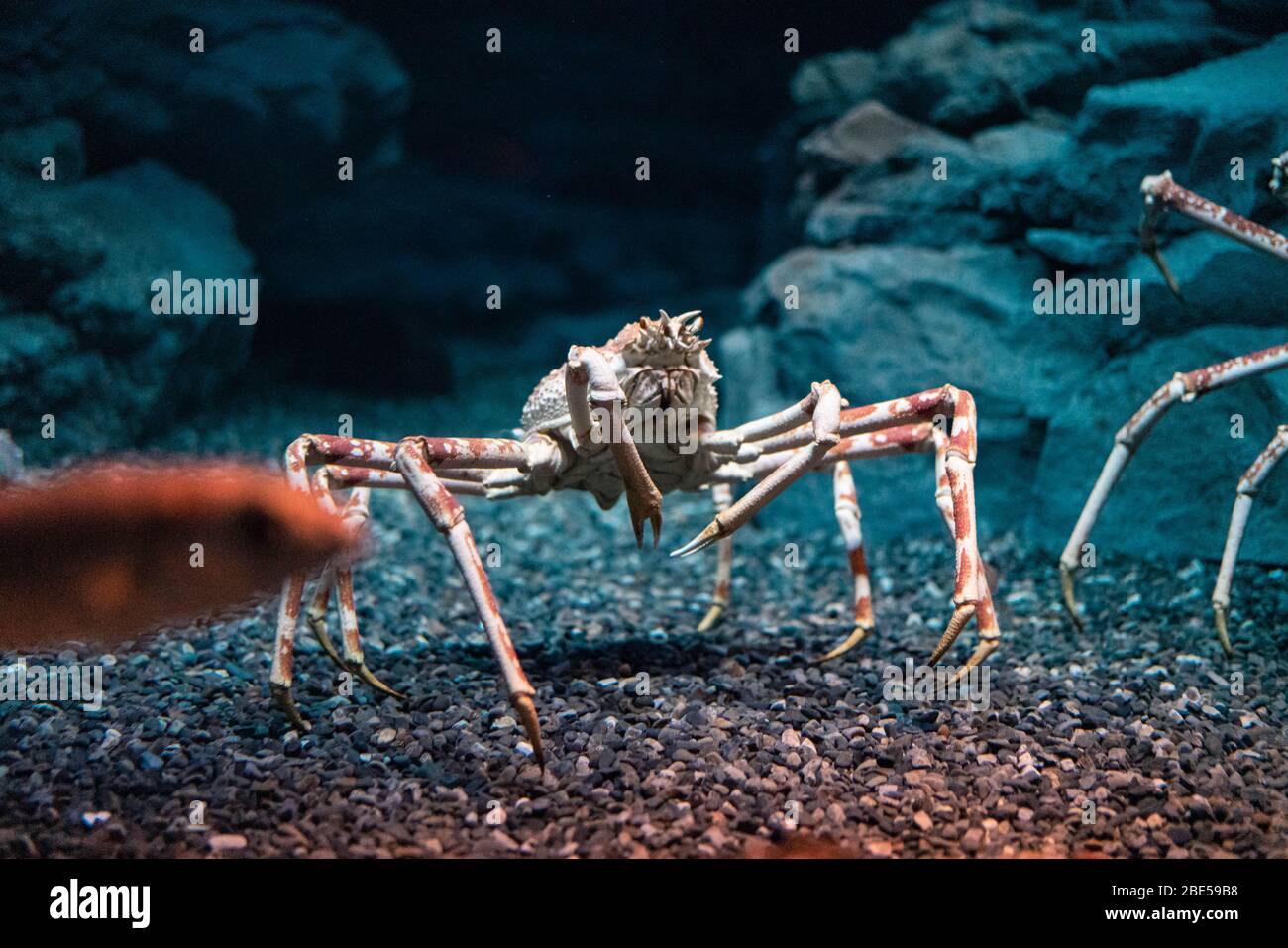 Crabe d'araignée japonais à l'aquarium d'Osaka Kaiyukan, Japon Banque D'Images