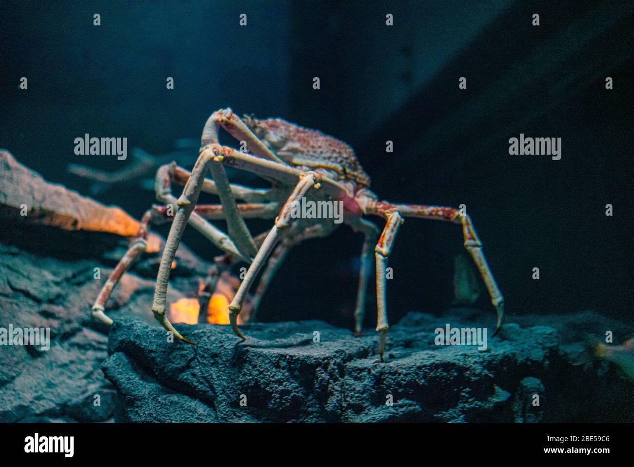 Crabe d'araignée japonais à l'aquarium d'Osaka Kaiyukan, Japon Banque D'Images