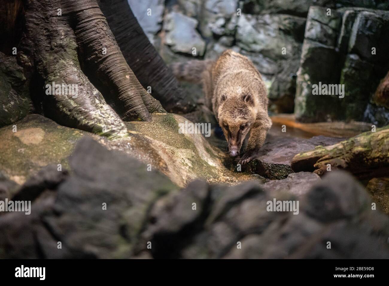 Ringqued coati à l'aquarium d'Osaka Kaiyukan, Japon Banque D'Images