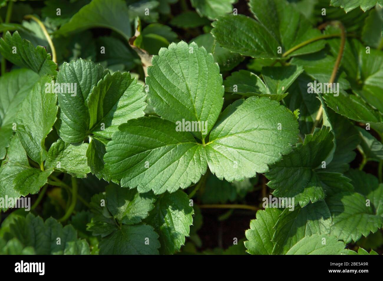 Usine de fraise. Fleurs de fraise. Buissons de baies sauvages. Banque D'Images