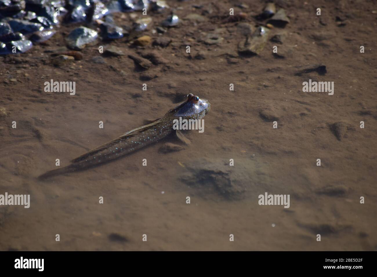 Poisson de bousiche dans des eaux peu profondes, Thaïlande Banque D'Images