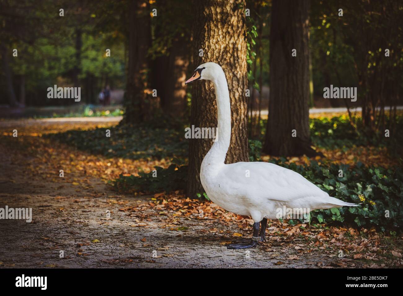 Swan dans le parc Royal Lazienki en automne, ville de Varsovie, Pologne Banque D'Images