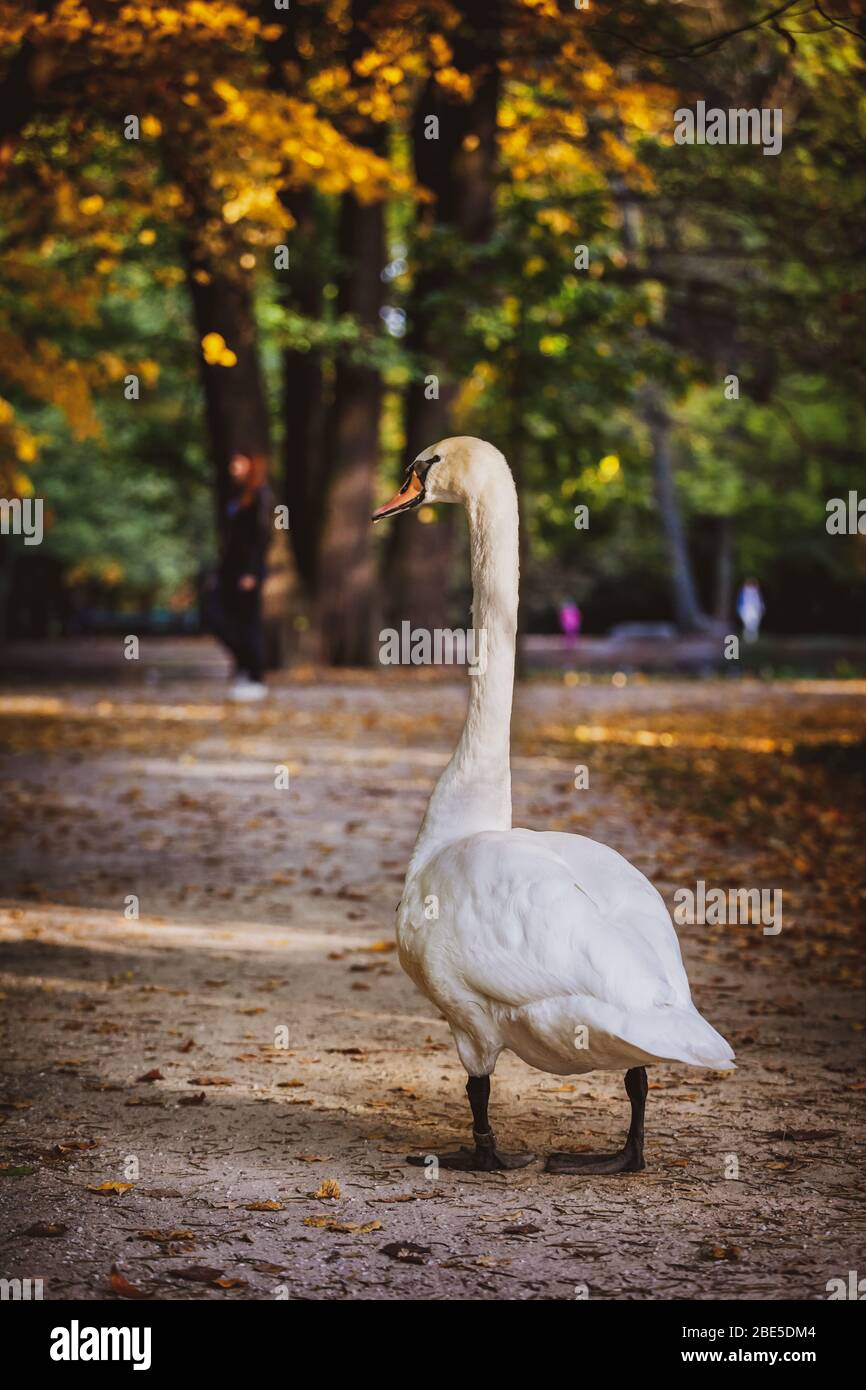 Swan marchez sur la ruelle du parc Royal Lazienki à Varsovie, en Pologne Banque D'Images
