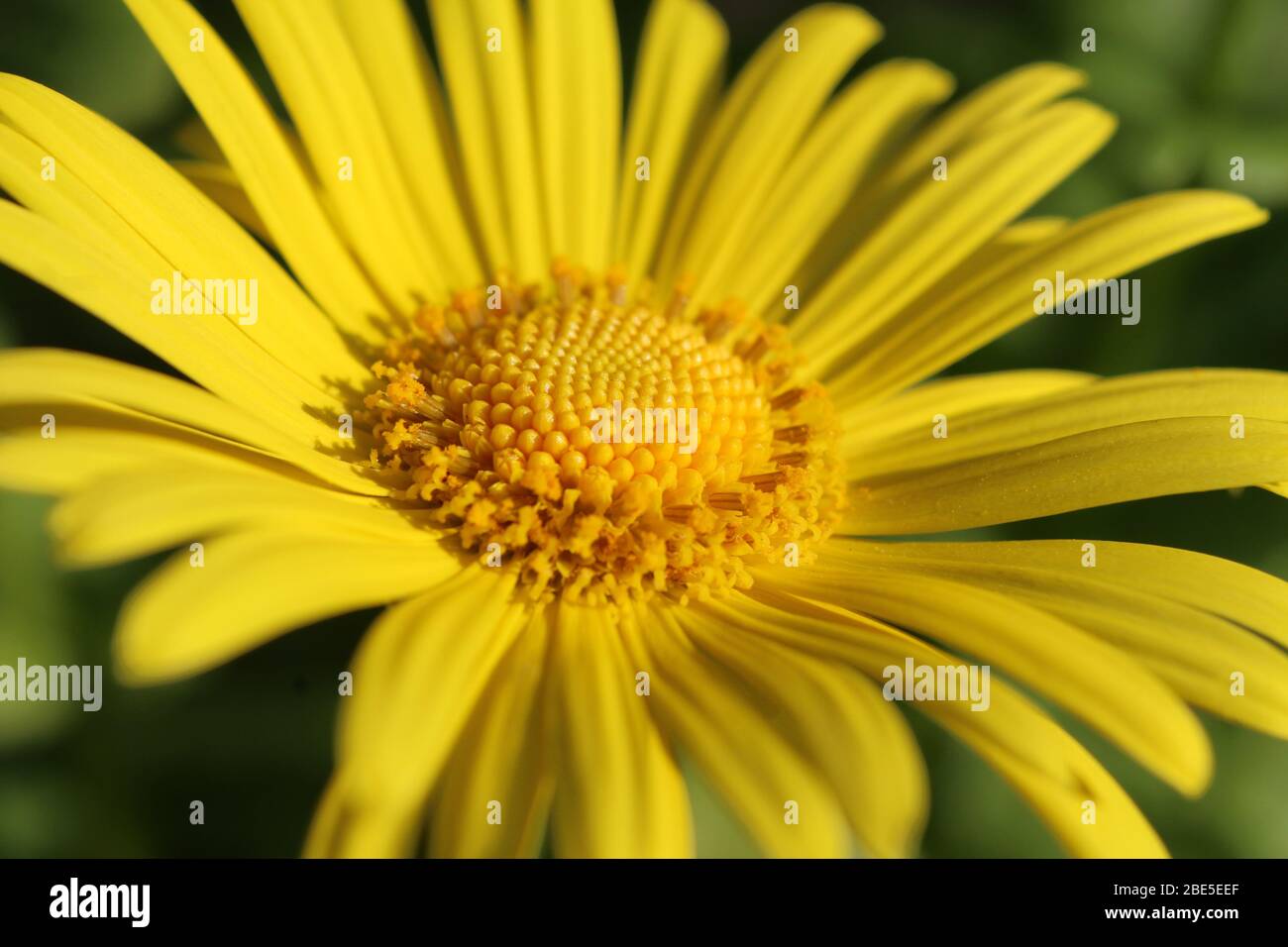 Image de gros plan extrême de la belle fleur jaune de Doronicum orientale 'Magnificum'. Une plante de jardin à fleurs printanières populaire. Banque D'Images