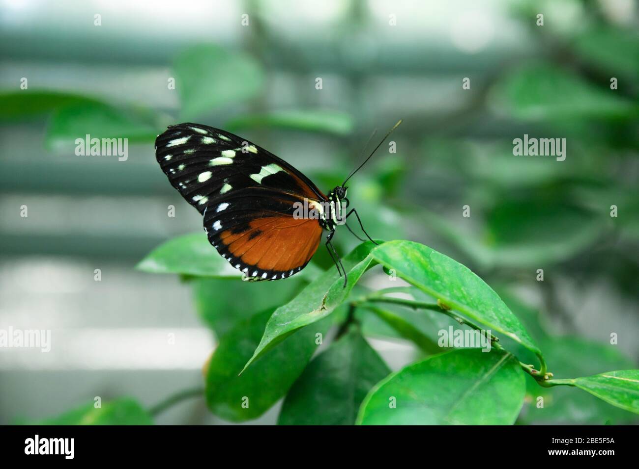 Magnifique papillon rouge-noir sur une branche verte Banque D'Images