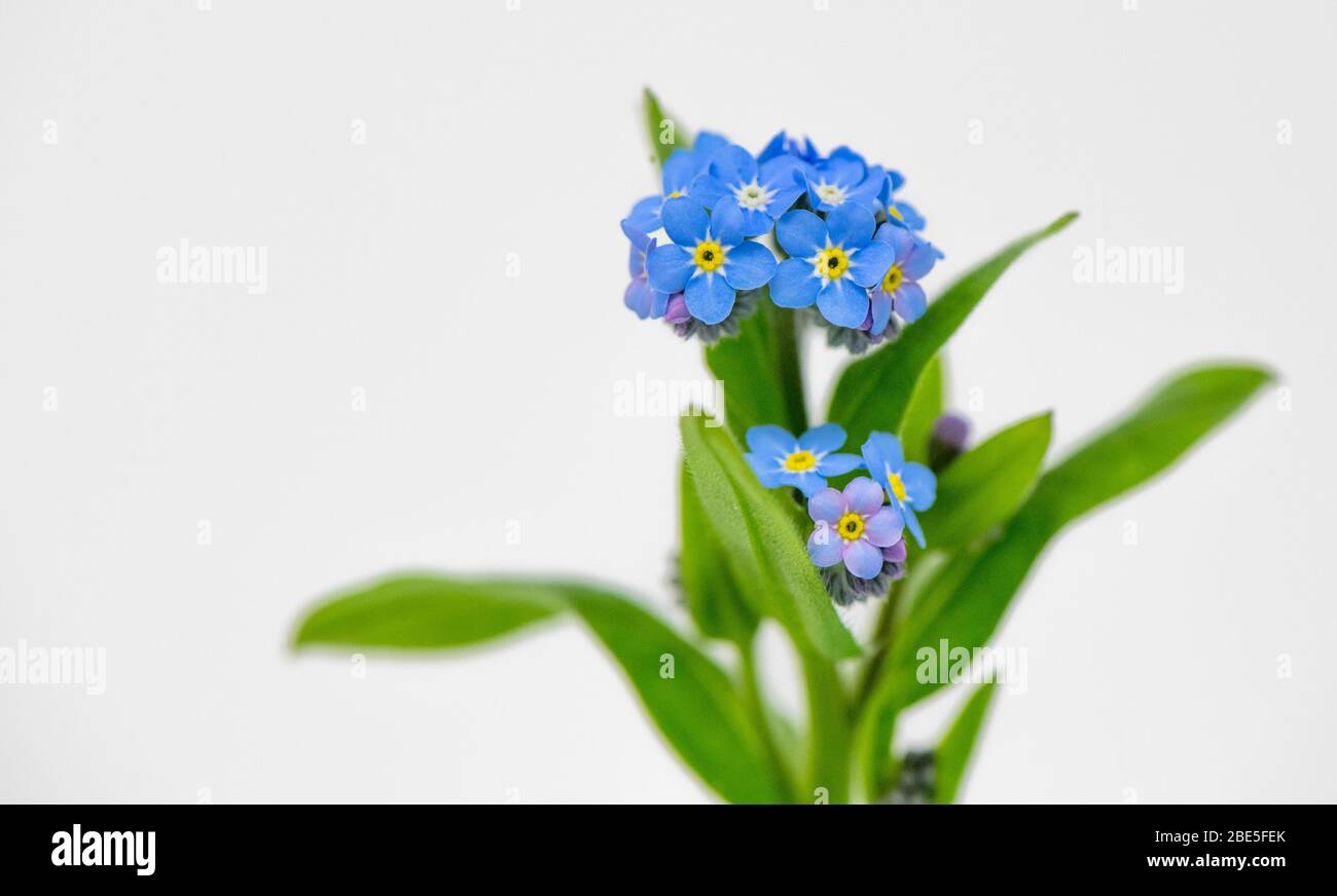 La petite fleur bleue de l'oubli-me-pas (Myosotis scorpioides) Banque D'Images