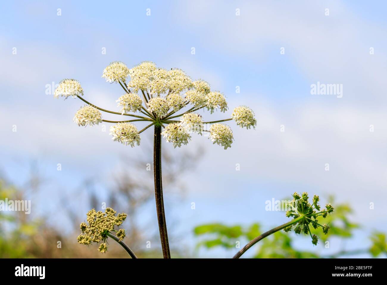 Gros plan sur une tête de fleur géante de Hogweed Banque D'Images