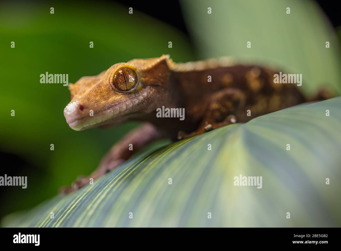 Lézard sur la feuille Banque D'Images