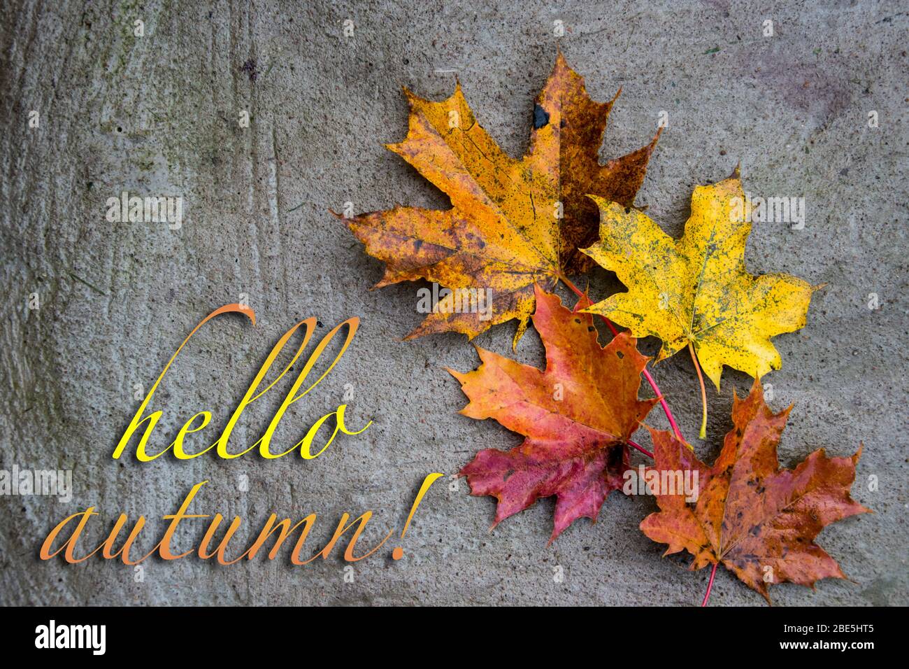 Carte postale avec feuilles d'érable multicolores avec inscription Bonjour automne Banque D'Images