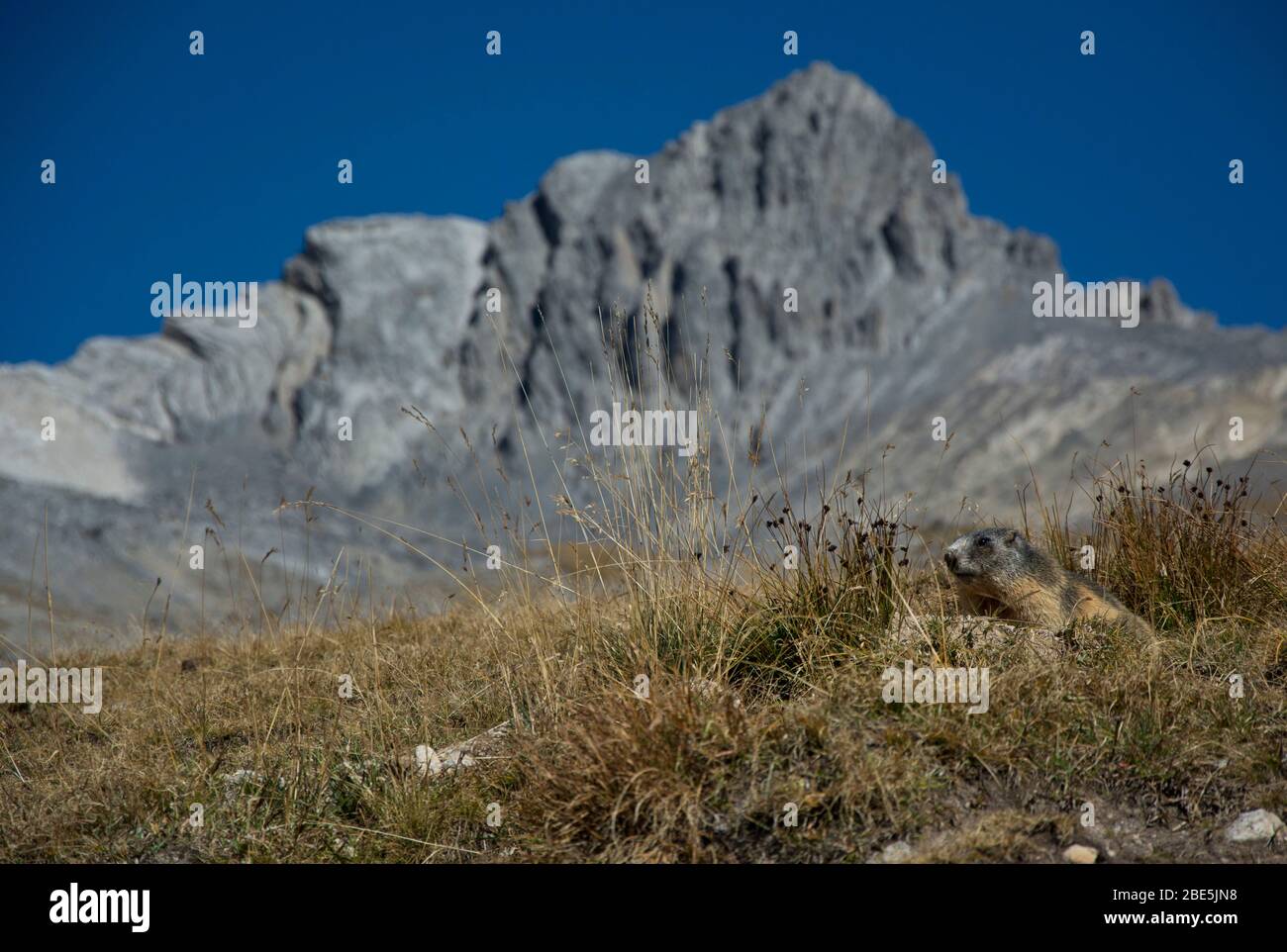 Murmeltier dans le perfekter Tarnung vor dem Piz Ducan à Graubünden, Suisse Banque D'Images