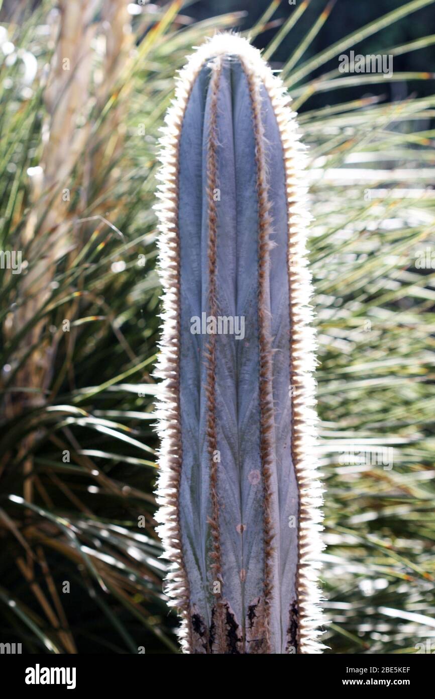 Kaktus pilosocereus pachycladus Banque D'Images