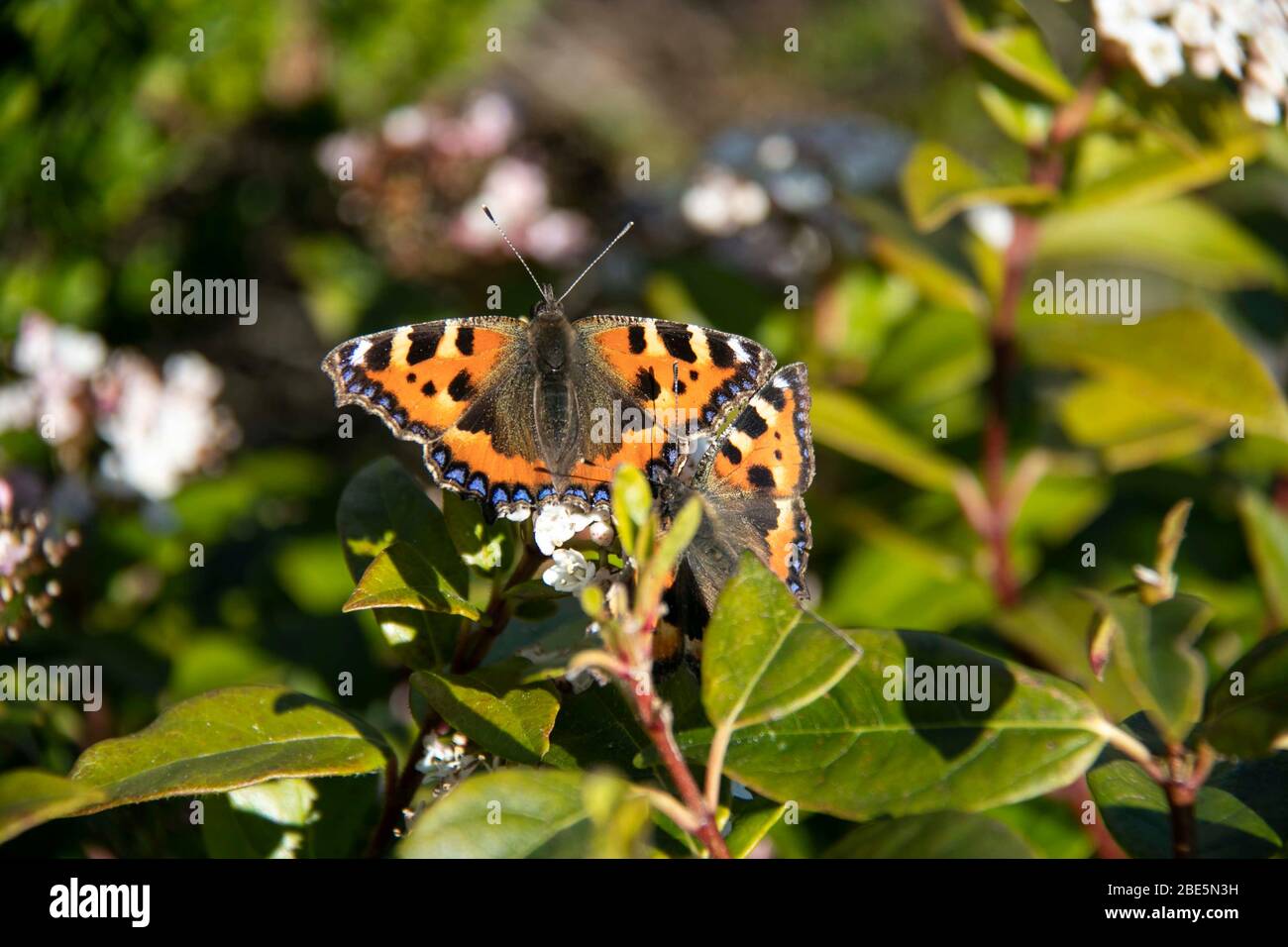 Papillon en écaille de tortue Banque D'Images